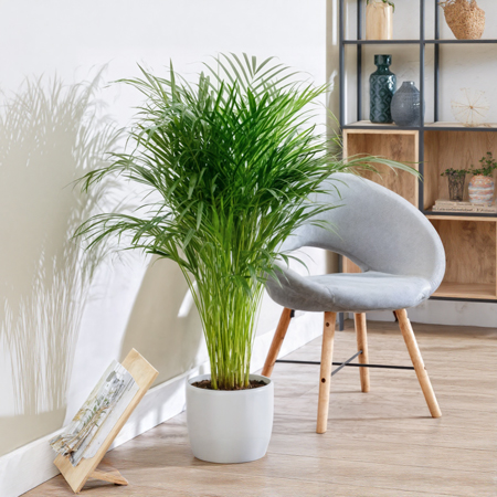 راهنمای جامع نگهداری از نخل اریکا